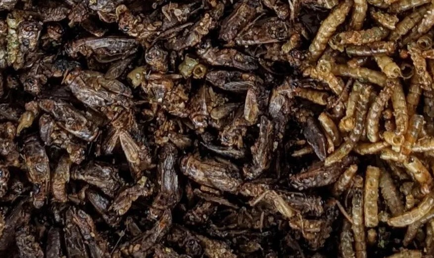 Crickets and mealworms