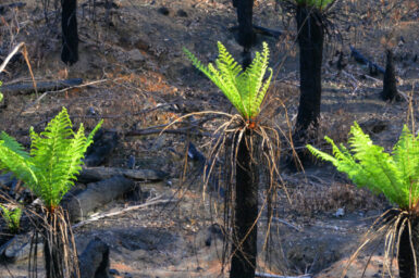 recovering bushfire landscape