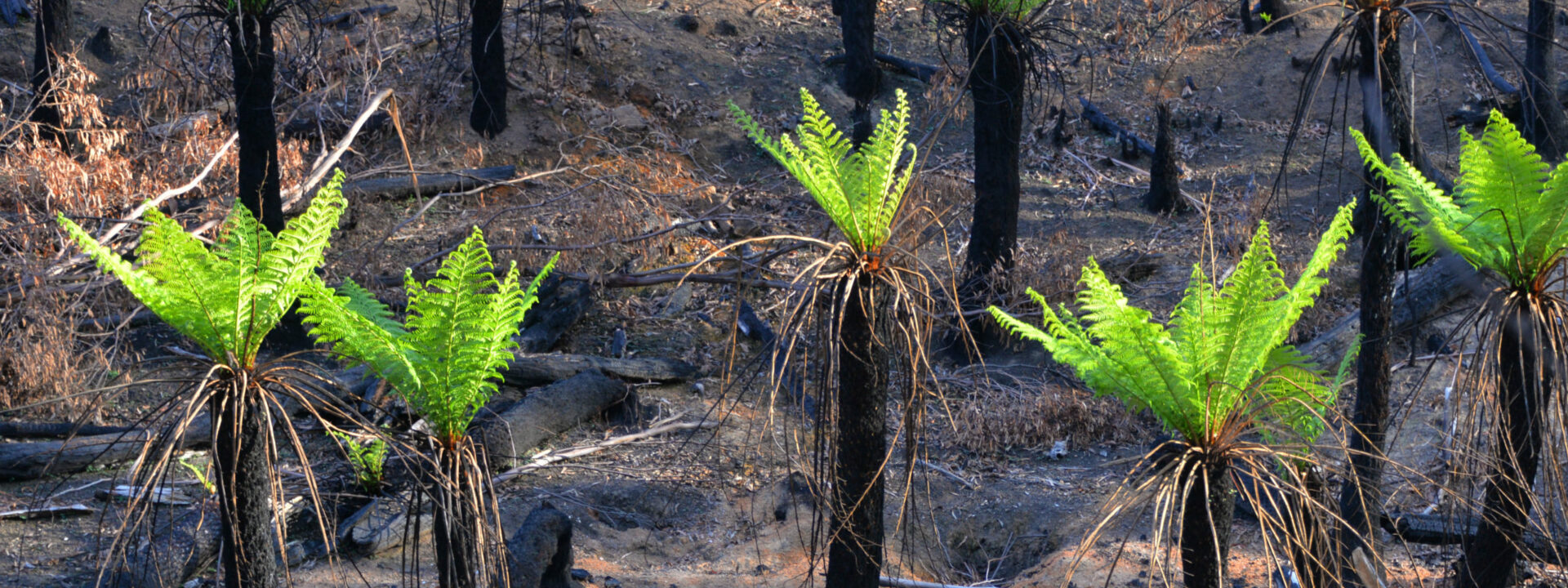 recovering bushfire landscape