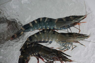 Three prawns on ice.