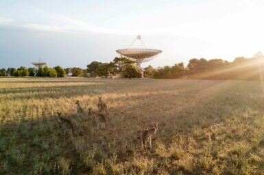 Kangaroos in front of the Parkes Radiotelescope