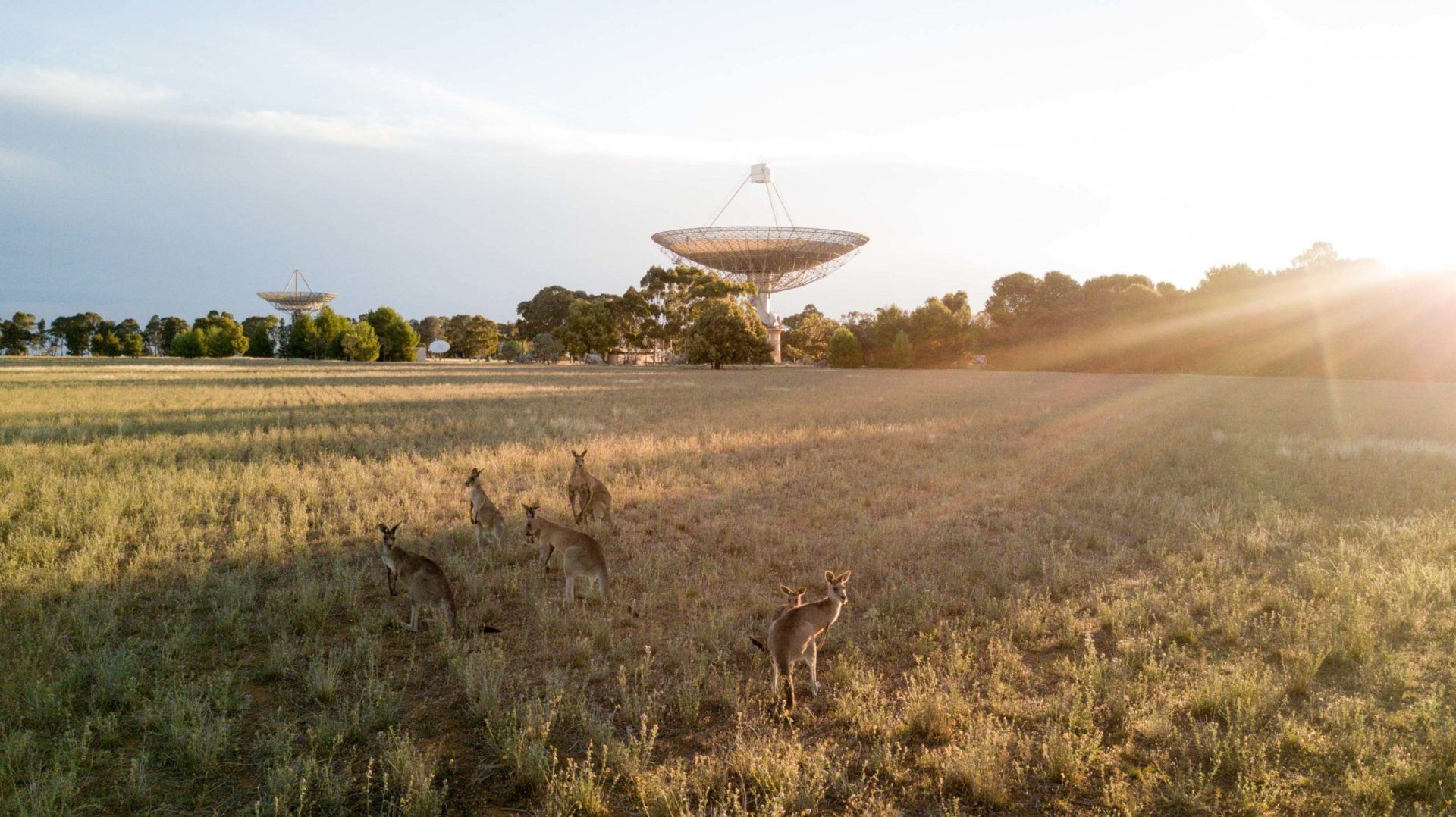 Kangaroos in front of the Parkes Radiotelescope