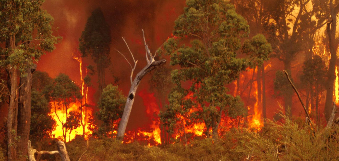 Line of fire in eucalypt forest
