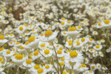 FIled of white flowers with bright yellow centres.