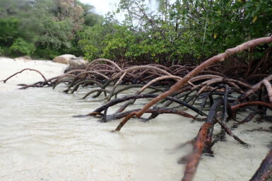 Mangroves in water and sand