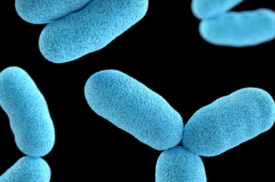 Microscopic view of bacteria coloured in blue.