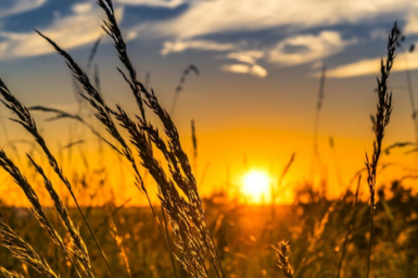 Crop field at sunset