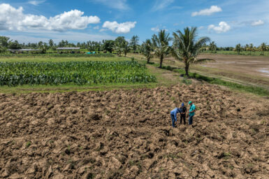 Three researchers look at churned up soil in a field in Fiji. here are palm trees lining a road, some sheds and green crops in the background.