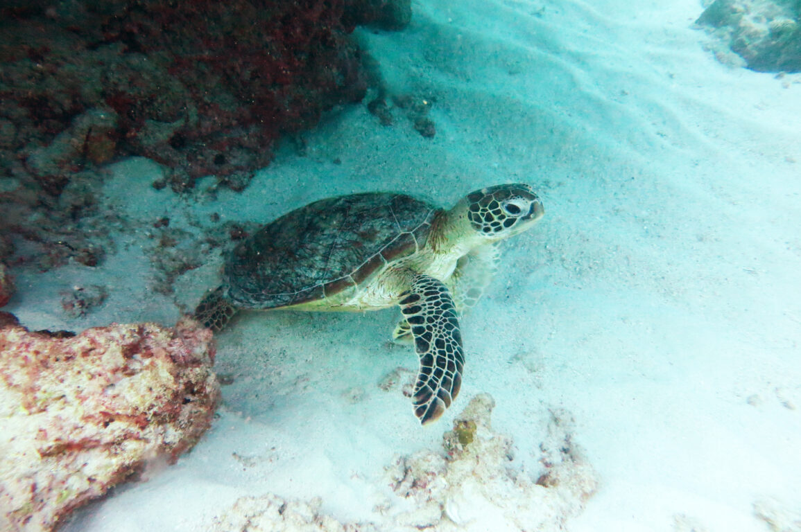 Sea turtle swimming underwater through a reef.