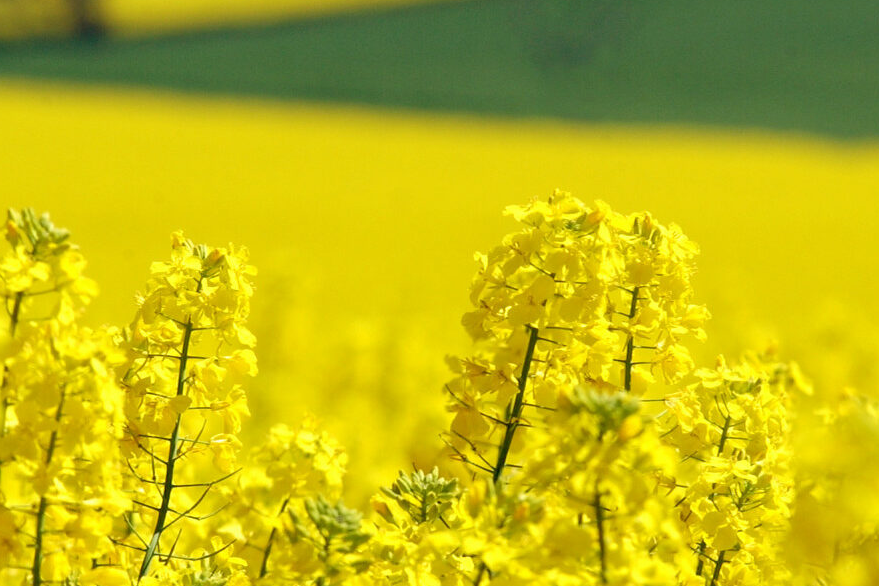 Canola crop