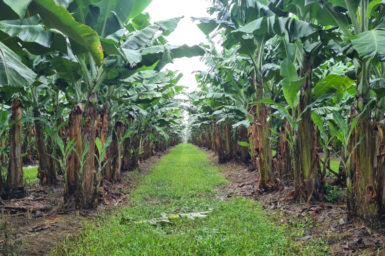 Banana plantation