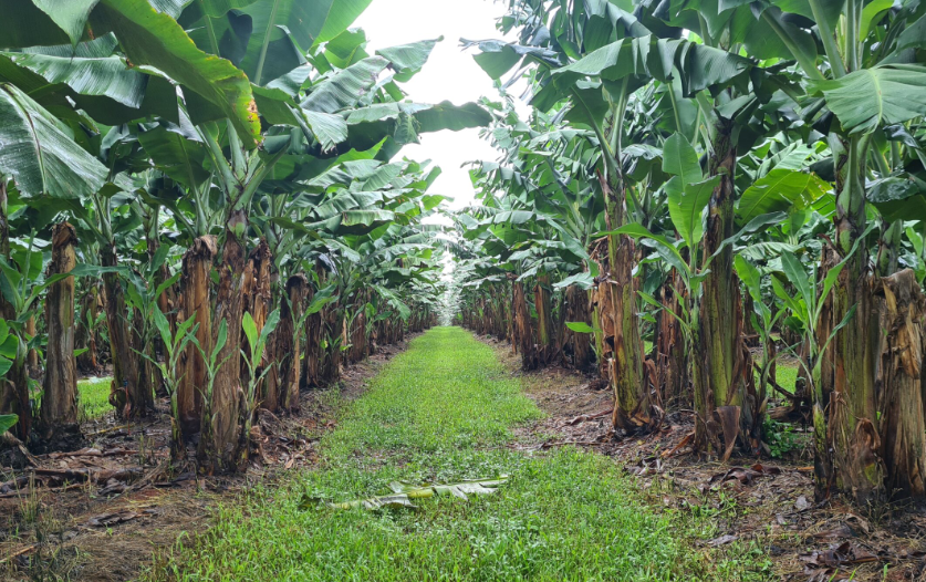 Banana plantation