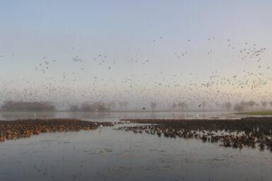 An image of a wetland in Kakadu National Park that has an abundance of bird life.