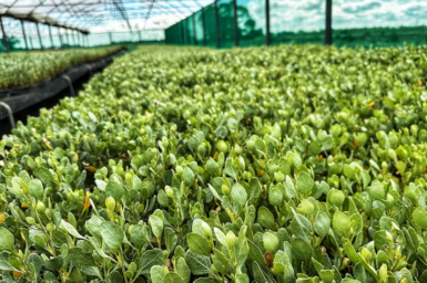 Anameka Saltbush in greenhouse