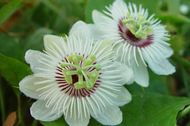 Close up of two flowers of Stinking passionflower (Passiflora foetida).