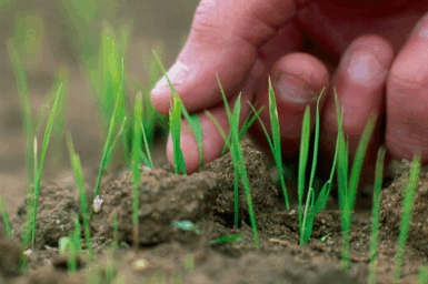 Grass shoots with human hand