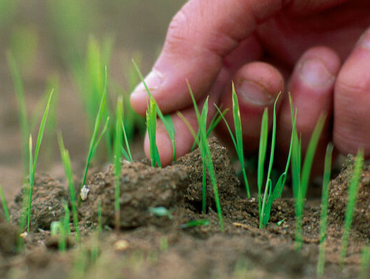 Grass shoots with human hand