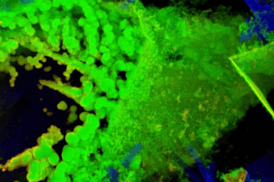 Ge Zn Ca - Germanium